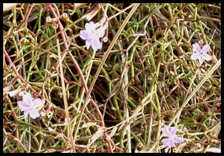 Limonium tigulianum?